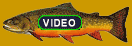 Fly Fishing Video