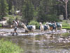 Llama Crossing