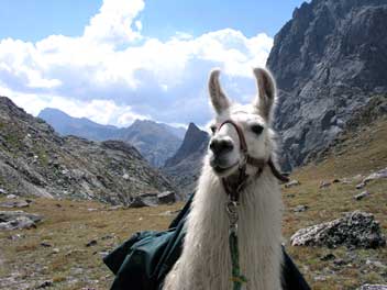 Wyoming Llama Rental