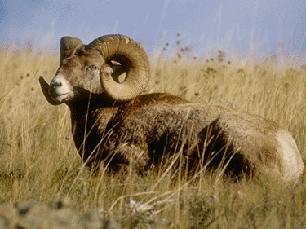 bighorn sheep