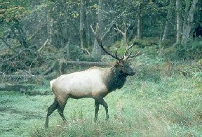 Elk