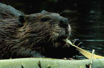 beaver