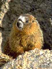 marmot