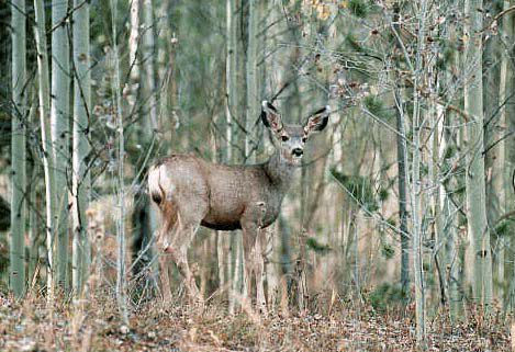 mule deer