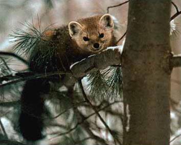 pine martin