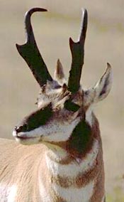 Pronghorn Antelope