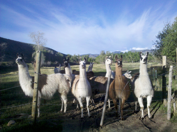 Greeting Llamas
