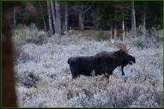 Moose in Wyoming - Mark LaRowe
