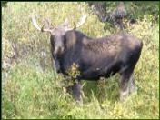 Moose in Wyoming - Martin Kistin