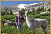 llama wrangler