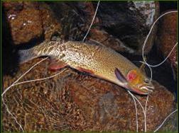 Cutthroat Trout Wyoming Wilderness