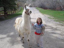 Walk and feed the llamas