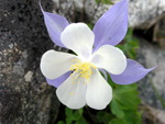 Wild Columbine