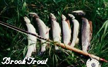 Brook Trout