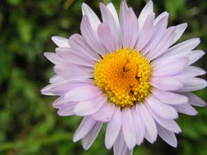 Aster