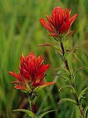 Indian Paintbrush