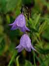 Harebell