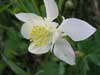 White Columbine