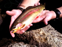 Golden in Hand Flyfishing Wyoming