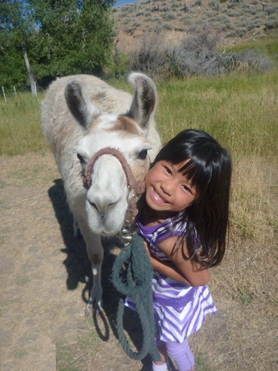 Walk and feed the llamas