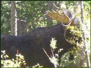 Moose in Wyoming - Martin Kistin