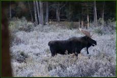 Moose in Wyoming - Mark LaRowe