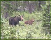 Moose in Wyoming - Sam Pedersen