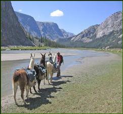 Fitzpatrick Wilderness Llama Trekking