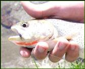 Cutthroat Trout