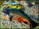 Nice Brook Trout