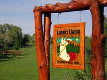 Lander Llama Company