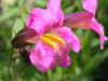 Monkey Flower