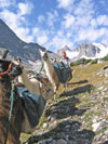 Glacier Trail