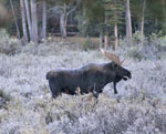 Bull Moose