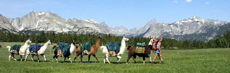  Llama Trekking Wyoming