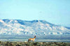 Red Desert Pronghorn Antelope